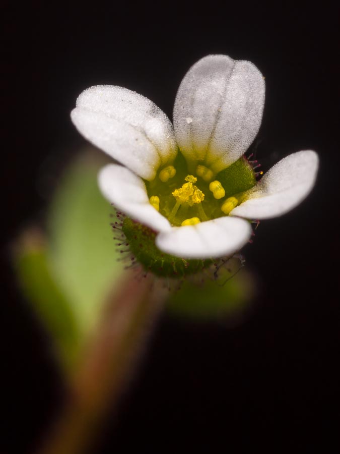 Fiore in paese:   Saxifraga tridactylites